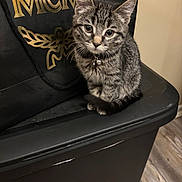 Salem joined the competition — help win amazing prizes! kitten, tabby, cat, pet, animal, collar, bell, black_bin, black_bag, golden_letters, floor, wooden_floor, indoor, cute, sitting, young_cat, feline, fur, whiskers, ears