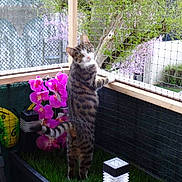 Olympe a rejoint le concours — aidez-le/la à gagner de superbes lots ! bengal, carnivore, cat, domestic_short_haired_cat, european_shorthair, felidae, ocicat, pixie_bob, plant, small_to_medium_sized_cats, tabby_cat, tail, toyger