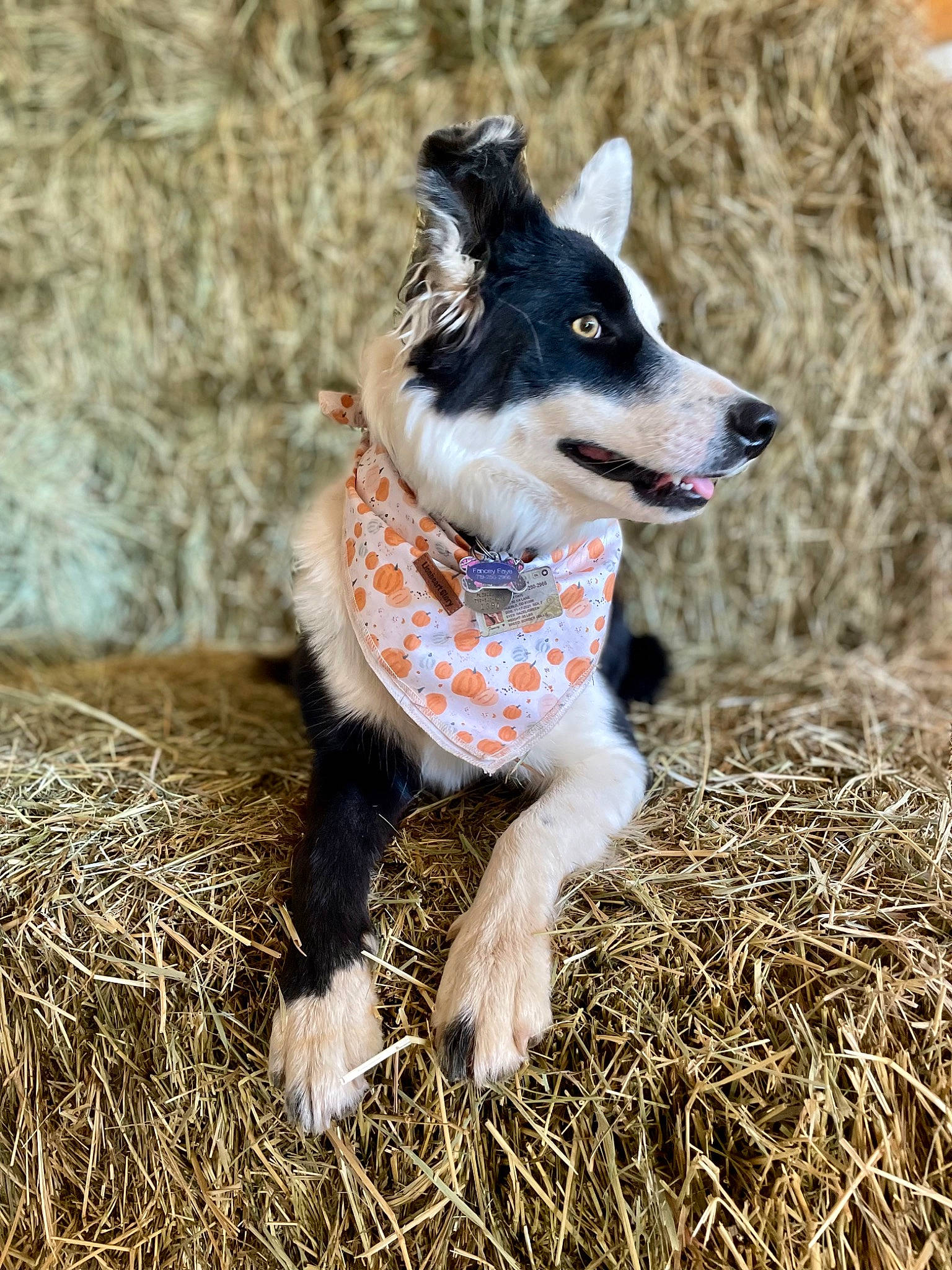 Fancey is registered to the contest to win money with this photo: canidae, carnivore, companion_dog, dog, dog_breed, fur, grass, hay, herding_dog, plant, snout, soil, sporting_group, straw, tail, terrestrial_animal, whiskers, wood, working_animal, working_dog