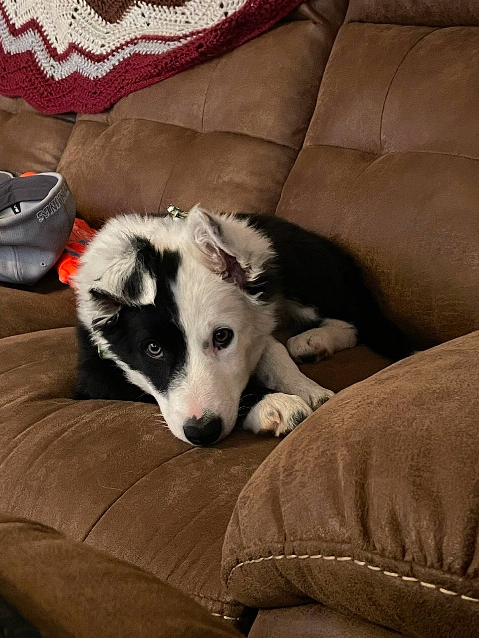 Fancey joined the competition — help win amazing prizes! bag, carmine, carnivore, comfort, companion_dog, couch, dog, dog_breed, flooring, fur, herding_dog, living_room, luggage_and_bags, non_sporting_group, sporting_group, terrestrial_animal, whiskers, working_animal, working_dog