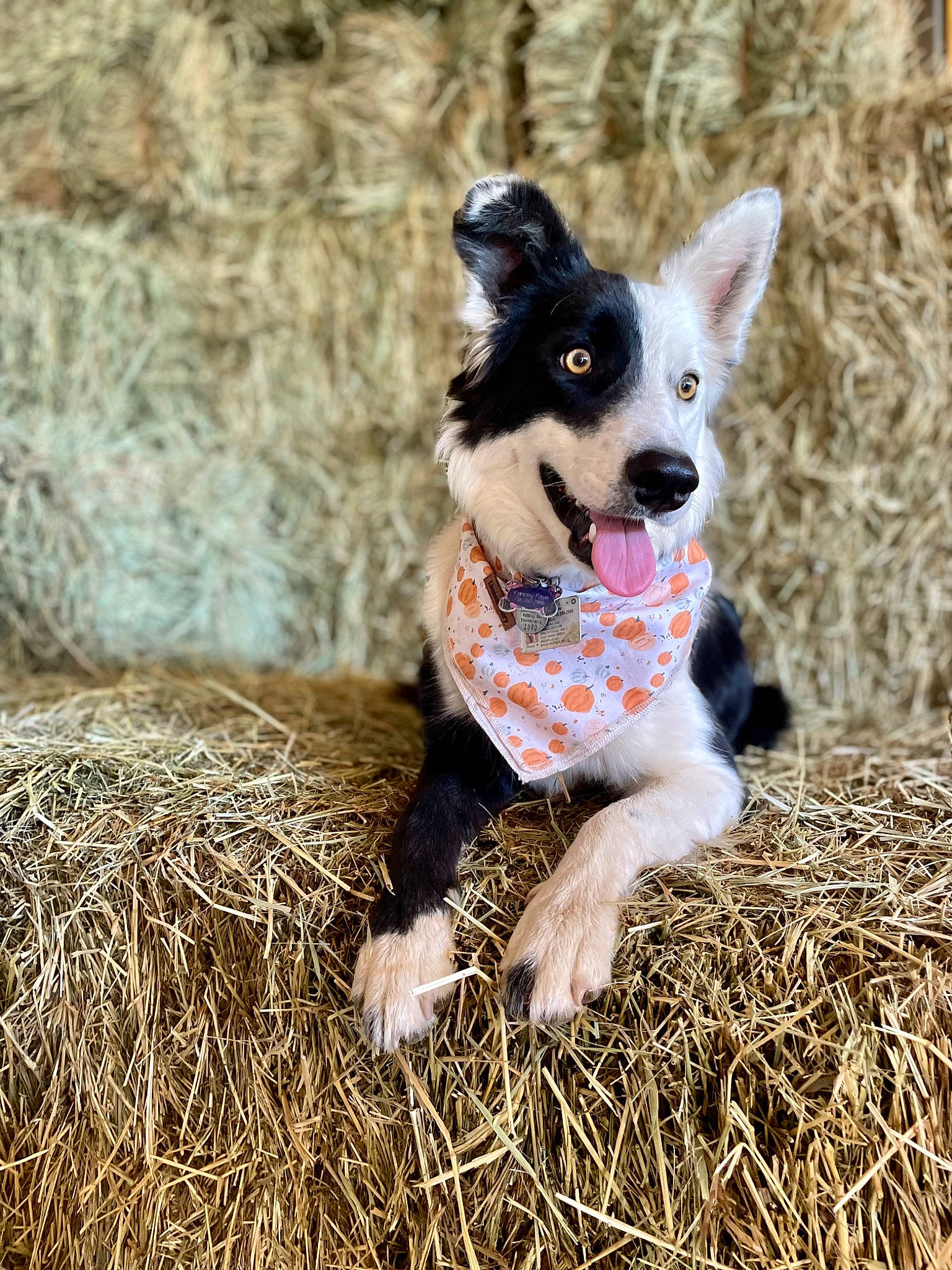 Fancey is registered to the contest to win money with this photo: canidae, carnivore, companion_dog, dog, dog_breed, dog_supply, fawn, fur, grass, hay, herding_dog, plant, recreation, soil, sporting_group, straw, tail, toy, working_animal, working_dog