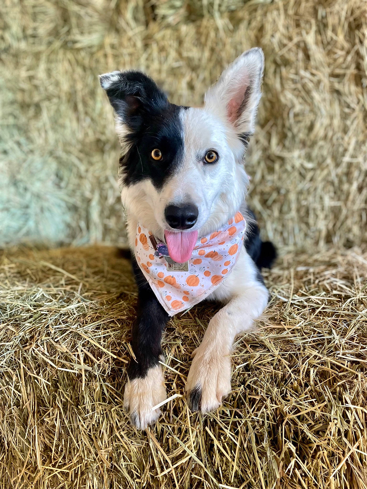 Fancey joined the competition — help win amazing prizes! canidae, carnivore, companion_dog, dog, dog_breed, fur, grass, hay, herding_dog, paw, plant, snout, soil, sporting_group, straw, tail, terrestrial_animal, whiskers, working_animal, working_dog