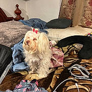 Lulu joined the competition — help win amazing prizes! dog, white_dog, bow, dress, bed, blanket, pillow, curtain, indoor, furniture, fabric, accessories, clothing, pet, small_dog, cozy, fur, cute, animal, home