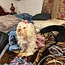 dog, white_dog, bow, dress, bed, blanket, pillow, curtain, indoor, furniture, fabric, accessories, clothing, pet, small_dog, cozy, fur, cute, animal, home