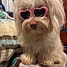 Lulu is registered to the contest to win money with this photo: dog, white_dog, fluffy, heart_shaped_sunglasses, pink_sunglasses, pet, indoor, blanket, furniture, cute, animal, portrait, sitting, fur, nose, paw, household, accessory, fashion, companion