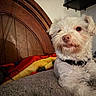 dog, white_dog, pet, bed, blanket, indoor, furniture, wooden_headboard, collar, relaxed, cute, fluffy, canine, animal, sleeping_area, cozy, household, resting, fur, domestic_animal