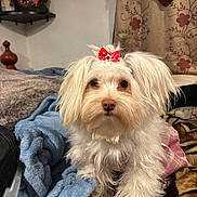 Lulu joined the competition — help win amazing prizes! dog, white_dog, bow, pet, bed, blanket, fur, indoor, curtain, cozy, cute, animal, small_dog, looking, soft, plush, furniture, home, domestic_animal, portrait