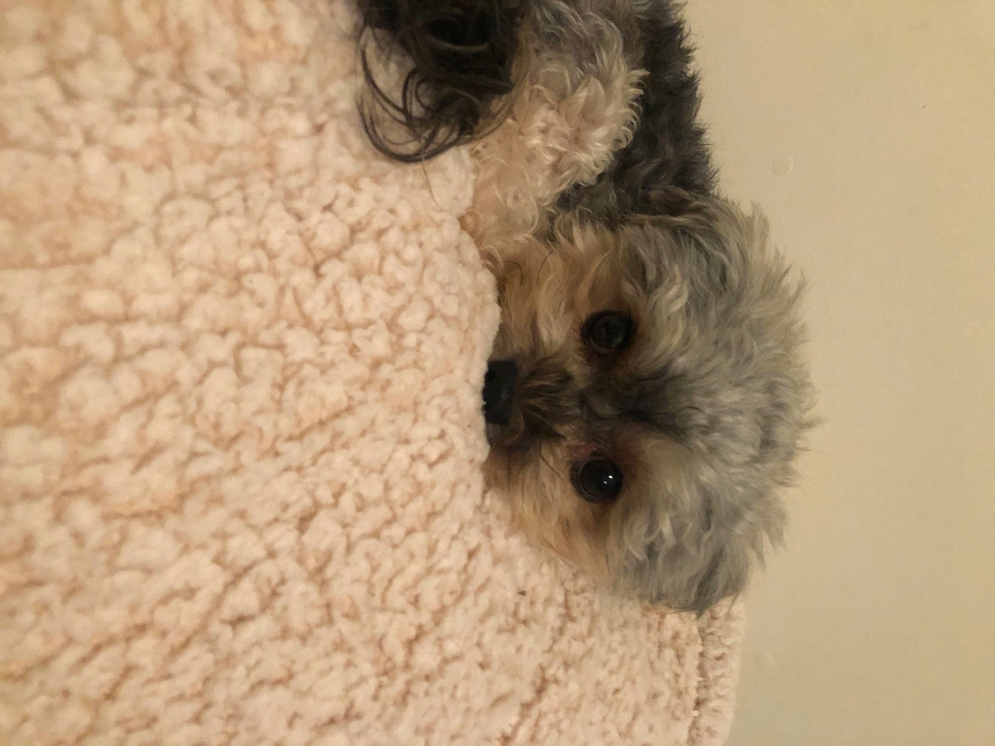 Charlie joined the competition — help win amazing prizes! bolonka, canidae, carnivore, close_up, dog, dog_breed, ear, eye, fur, morkie, nose, puppy, schnoodle, skin, snout, terrier, toy_dog