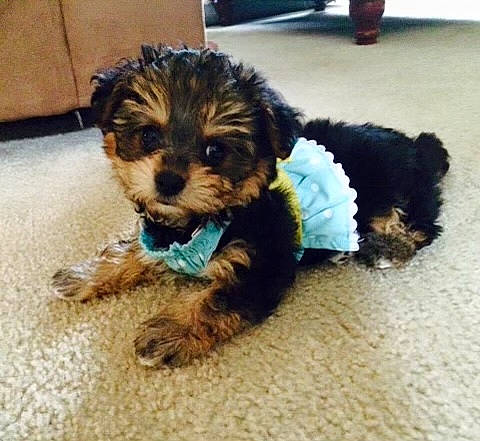 Charlie is registered to the contest to win money with this photo: bolonka, canidae, carnivore, companion_dog, dog, dog_breed, maltepoo, mammal, morkie, poodle_crossbreed, puppy, rare_breed_dog, schnoodle, shih_poo, small_terrier, terrier, toy_dog, vertebrate, yorkipoo, yorkshire_terrier