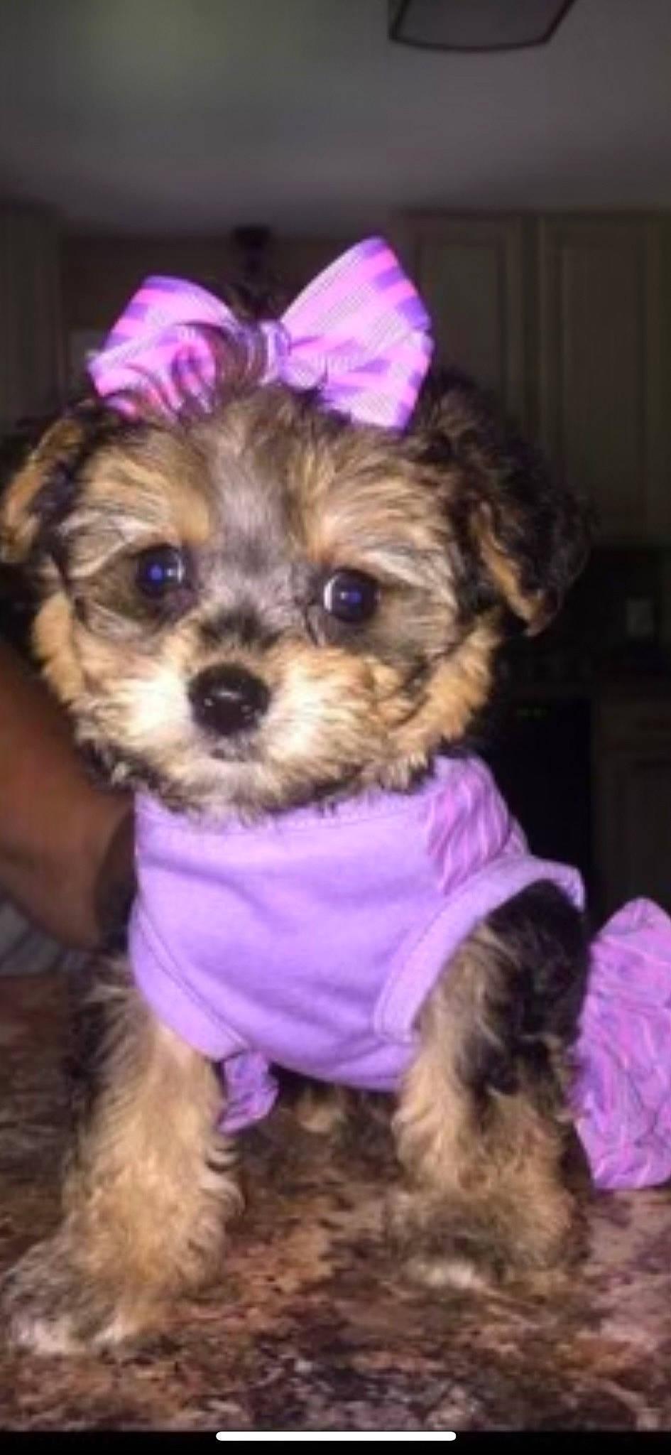 Charlie is registered to the contest to win money with this photo: bolonka, canidae, carnivore, chinese_imperial_dog, companion_dog, dog, dog_breed, dog_clothes, maltepoo, mammal, morkie, pekapoo, puppy, schnoodle, shih_poo, shih_tzu, snout, toy_dog, yorkipoo, yorkshire_terrier