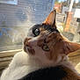 cat, calico_cat, window, sunlight, fur, pet, animal, indoor, closeup, whiskers, ears, face, curious, relaxed, domestic_cat, looking_back, daylight, screen, resting, portrait