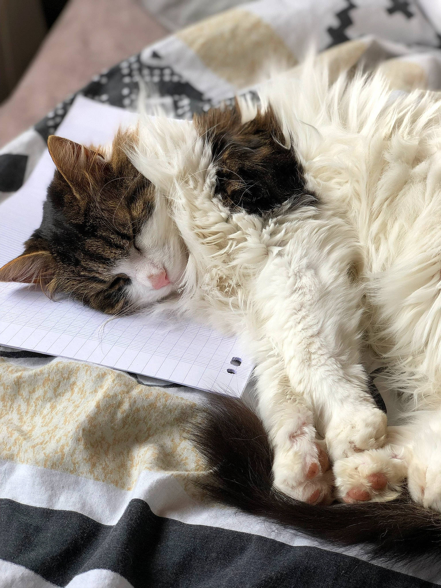 Light a rejoint le concours — aidez-le/la à gagner de superbes lots ! canidae, carnivore, cat, ear, felidae, fur, kitten, nap, norwegian_forest_cat, paw, sleep, small_to_medium_sized_cats, snout, whiskers