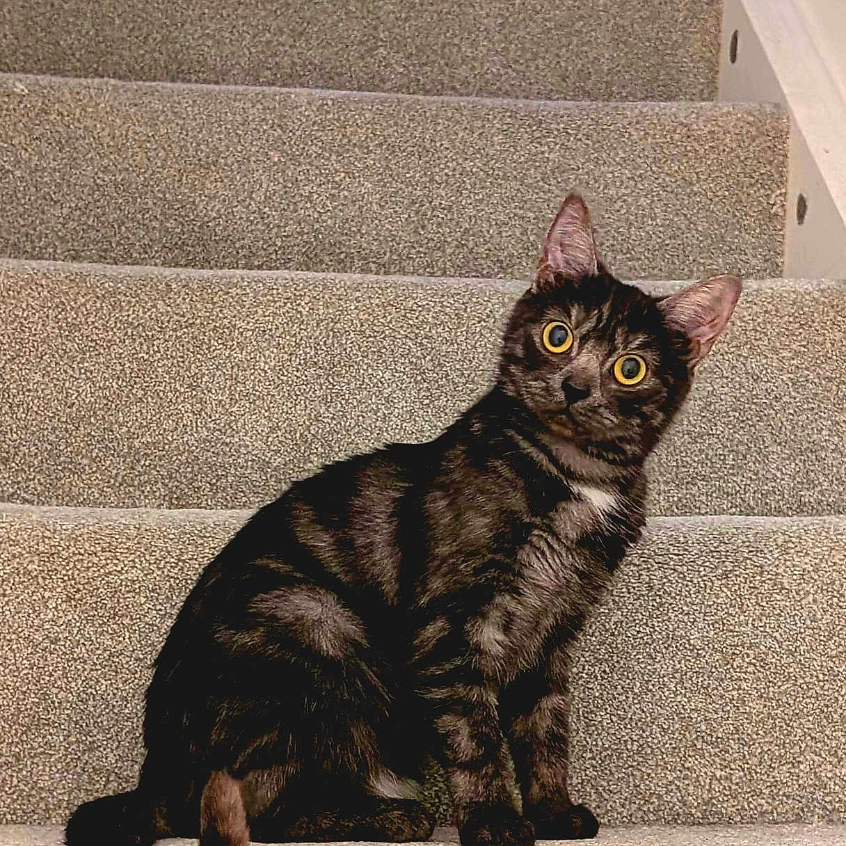 Luna joined the competition — help win amazing prizes! alert, animal, black_tabby, carpet, cat, curious, cute, domestic, ears, feline, fur, home, indoor, mammal, pet, sitting, stairs, tail, whiskers, yellow_eyes