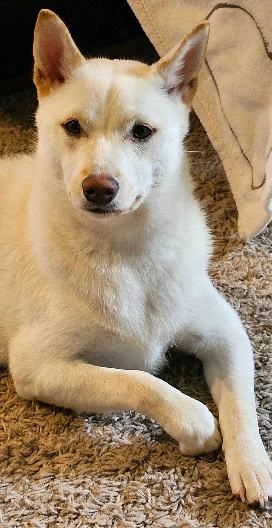 Sammie joined the competition — help win amazing prizes! ancient_dog_breeds, canidae, carnivore, collar, companion_dog, dog, dog_breed, eye, fawn, fur, non_sporting_group, snout, sporting_group, tail, terrestrial_animal, whiskers, wildlife, working_animal, working_dog