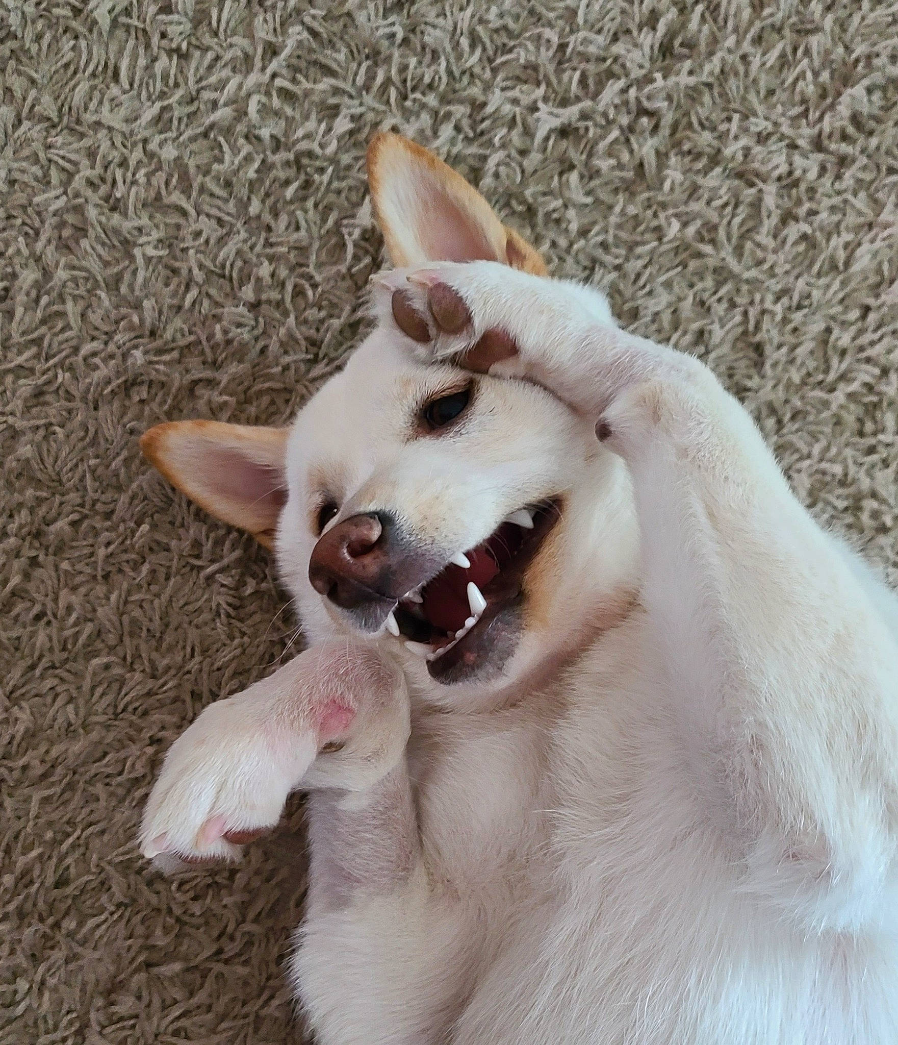 Sammie joined the competition — help win amazing prizes! canidae, carnivore, collar, companion_dog, dog_breed, dog_collar, ear, fang, fawn, felidae, fur, non_sporting_group, paw, small_to_medium_sized_cats, snout, tail, terrestrial_animal, tie, whiskers, working_animal