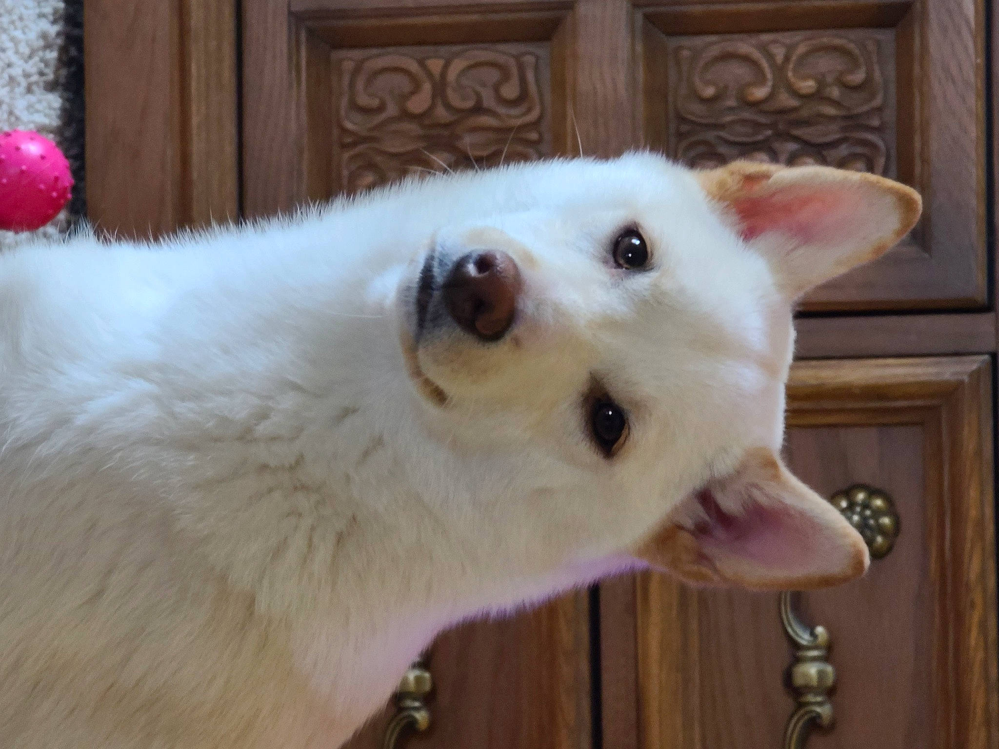 Sammie is registered to the contest to win money with this photo: ancient_dog_breeds, canidae, carnivore, collar, companion_dog, dog, dog_breed, door, fawn, fur, japanese_spitz, samoyed, snout, spitz, sporting_group, terrestrial_animal, volpino_italiano, whiskers, wood, working_animal