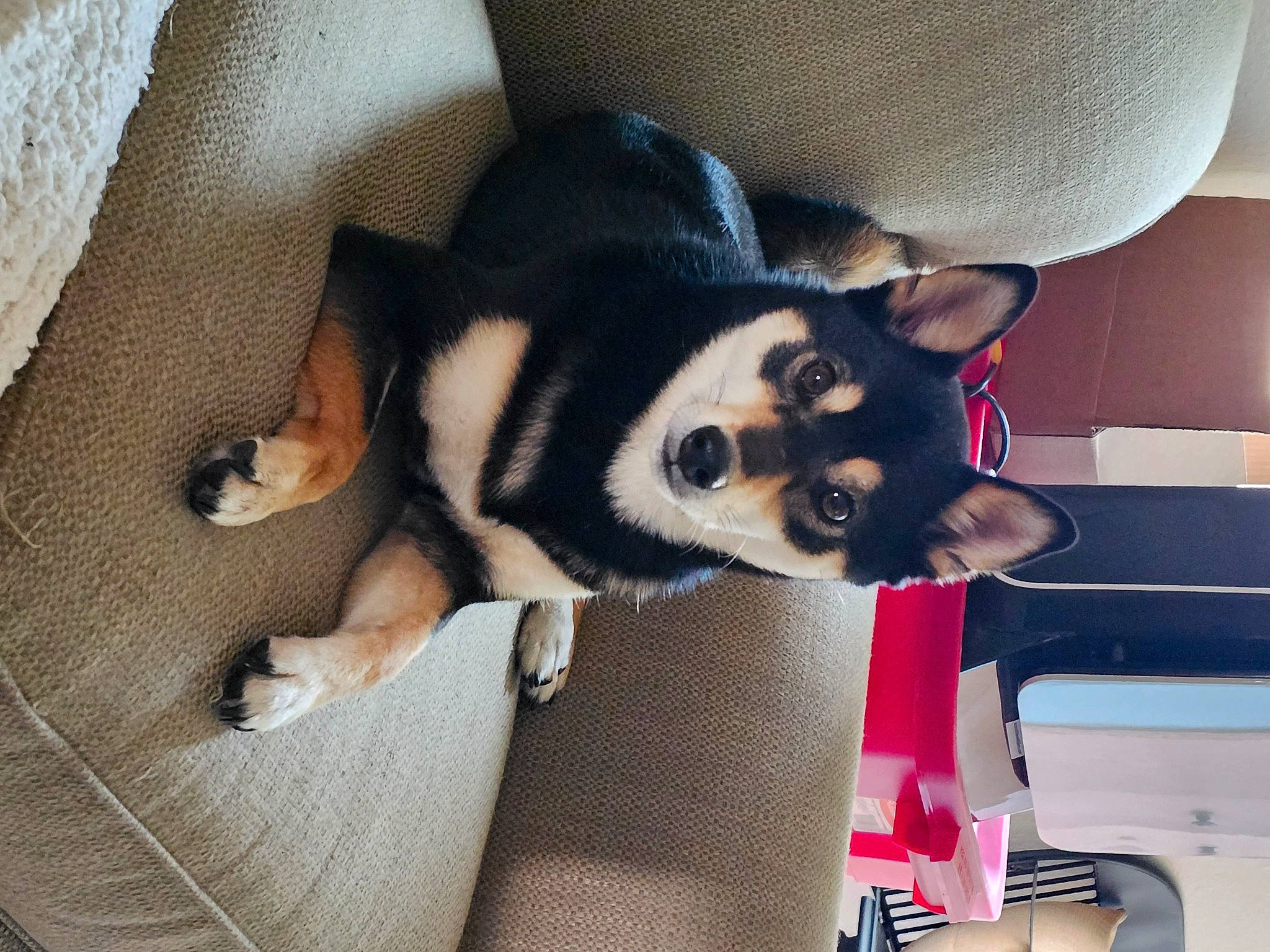 Charlie Rose joined the competition — help win amazing prizes! canidae, cap, carnivore, comfort, companion_dog, dog, dog_breed, dog_supply, fashion_accessory, fawn, fedora, fur, hat, paw, snout, sporting_group, sun_hat, tail, working_animal, working_dog