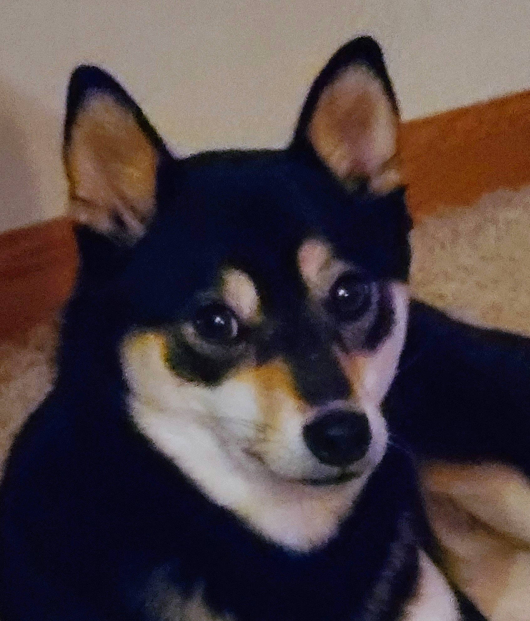 Charlie Rose is registered to the contest to win money with this photo: ancient_dog_breeds, canidae, carnivore, companion_dog, dog, dog_breed, fawn, fur, non_sporting_group, snout, terrestrial_animal, whiskers, working_animal, working_dog