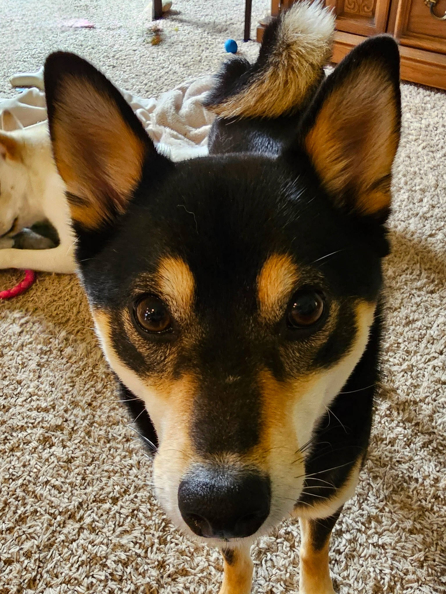 Charlie Rose joined the competition — help win amazing prizes! cabinetry, canidae, carnivore, companion_dog, dog, dog_breed, dog_supply, ear, fawn, fur, paw, puppy, snout, sporting_group, whiskers, working_dog