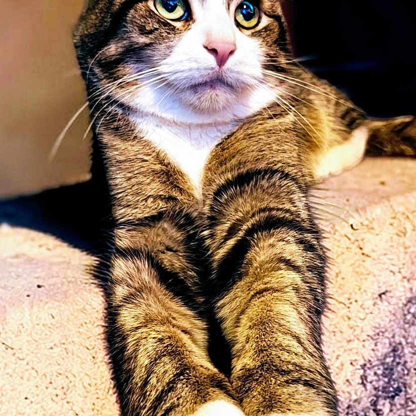 Simon