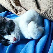 Luma participe au concours pour gagner de l'argent avec cette photo : animal, beige, black_and_white, blanket, blue, cat, closeup, cozy, cute, cute_pet, fur, indoor, kitten, nap, paw, pet, resting, sleeping, soft, whiskers