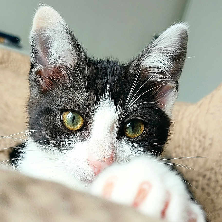 Luma a rejoint le concours — aidez-le/la à gagner de superbes lots ! animal_face, black_and_white, blanket, cat, close_up, cozy, curious, cute, domestic_animal, eyes, feline, fur, indoor, kitten, paw, pet, playful, soft_texture, whiskers, young_animal