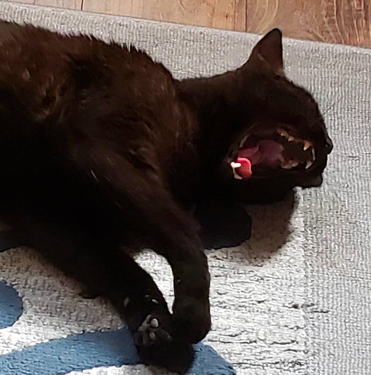 Kamikaze joined the competition — help win amazing prizes! black_cat, bombay, carmine, carnivore, cat, dog_breed, domestic_short_haired_cat, felidae, foot, fur, mammal, paw, plant, small_to_medium_sized_cats, snout, tail, terrestrial_animal, vertebrate, whiskers, yawn