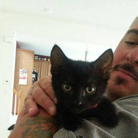 Kamikaze is registered to the contest to win money with this photo: black_cat, carnivore, cat, comfort, domestic_short_haired_cat, ear, felidae, fur, gesture, iris, nose, small_to_medium_sized_cats, snout, t_shirt, whiskers