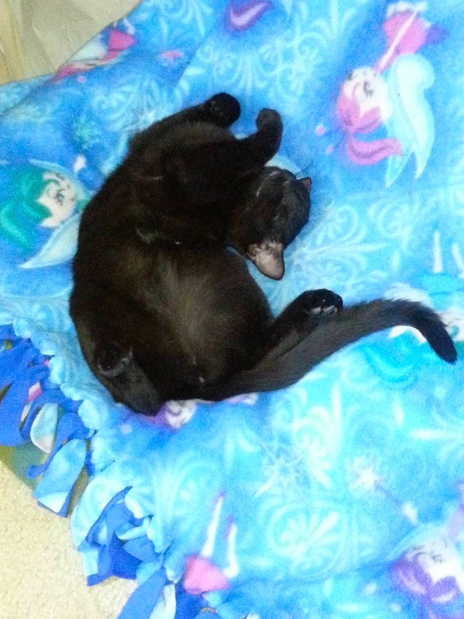 Kamikaze joined the competition — help win amazing prizes! aqua, art, art_paint, azure, blue, canidae, carnivore, comfort, companion_dog, dog_breed, electric_blue, fawn, felidae, paint, painting, paw, small_to_medium_sized_cats, sporting_group, tail, visual_arts