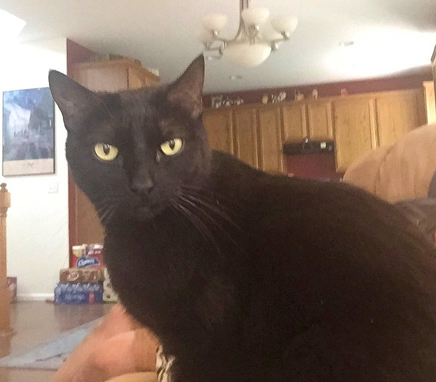 Kamikaze joined the competition — help win amazing prizes! black_cat, carnivore, cat, ceiling, comfort, domestic_short_haired_cat, felidae, fur, hardwood, light_fixture, room, small_to_medium_sized_cats, snout, tail, whiskers, window, wood