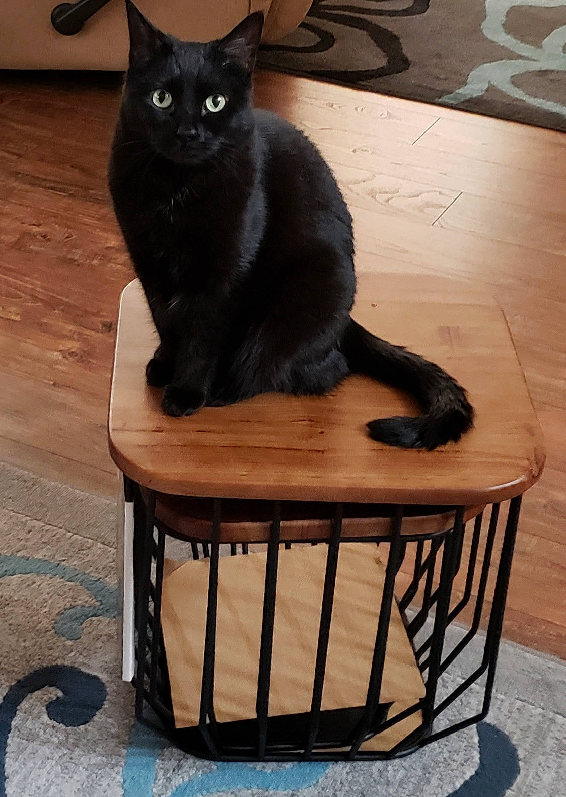 Popcorn joined the competition — help win amazing prizes! black, black_cat, bombay, cat, cat_supply, comfort, domestic_short_haired_cat, felidae, flooring, fur, grey, hardwood, pet_supply, room, sitting, small_to_medium_sized_cats, snout, tail, whiskers, wood