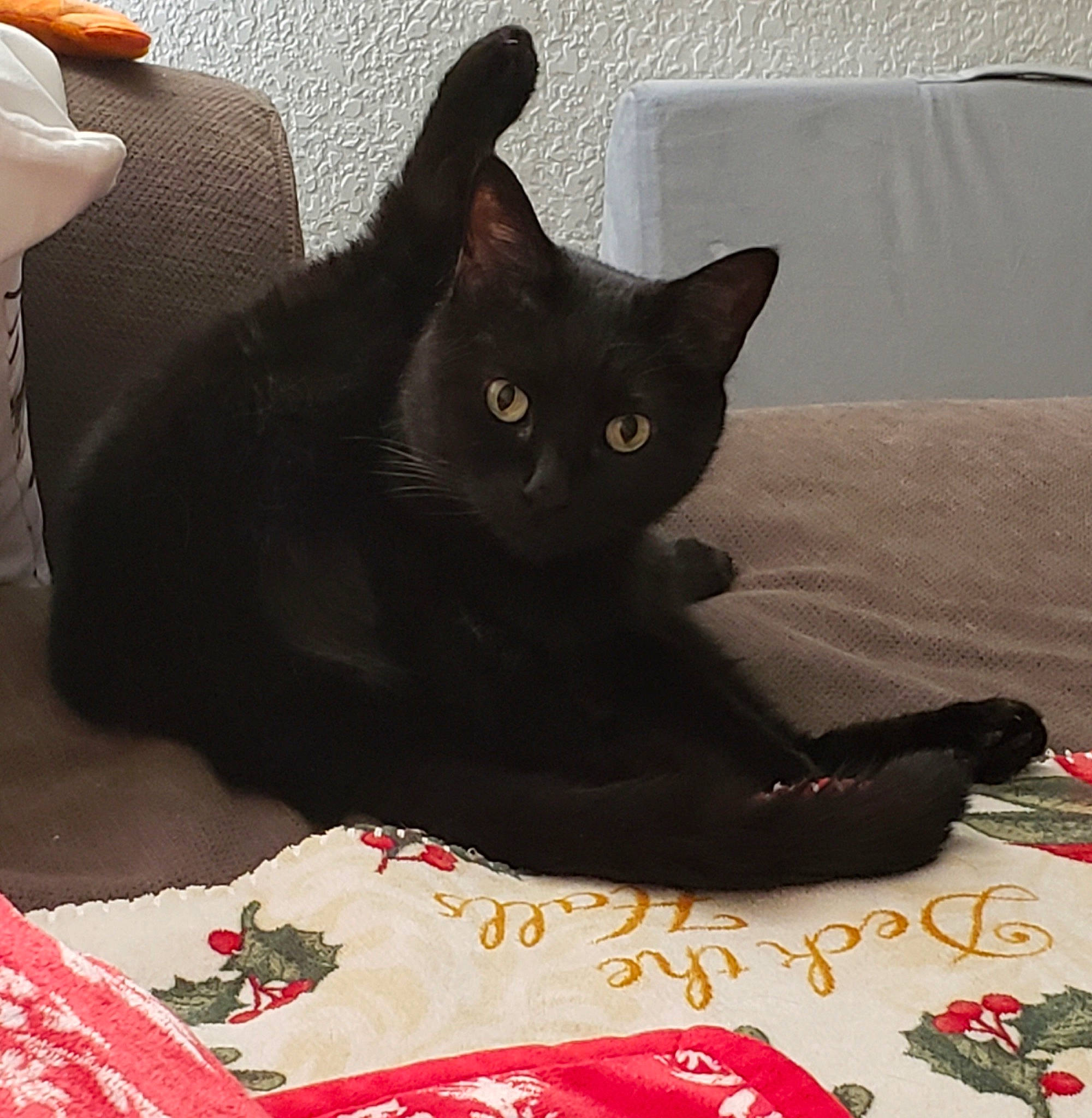 Popcorn joined the competition — help win amazing prizes! black_cat, bombay, carmine, carnivore, cat, cat_supply, claw, comfort, domestic_short_haired_cat, felidae, fur, grey, linens, room, sitting, small_to_medium_sized_cats, snout, tableware, tail, whiskers