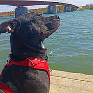 Niro participe au concours pour gagner de l'argent avec cette photo : dog, black_dog, red_harness, ball, river, bridge, wooden_dock, sunny, outdoor, water, blue_sky, clouds, nature, pet, canine, relaxing, side_view, daytime, calm, animal