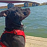 dog, black_dog, red_harness, ball, river, bridge, wooden_dock, sunny, outdoor, water, blue_sky, clouds, nature, pet, canine, relaxing, side_view, daytime, calm, animal