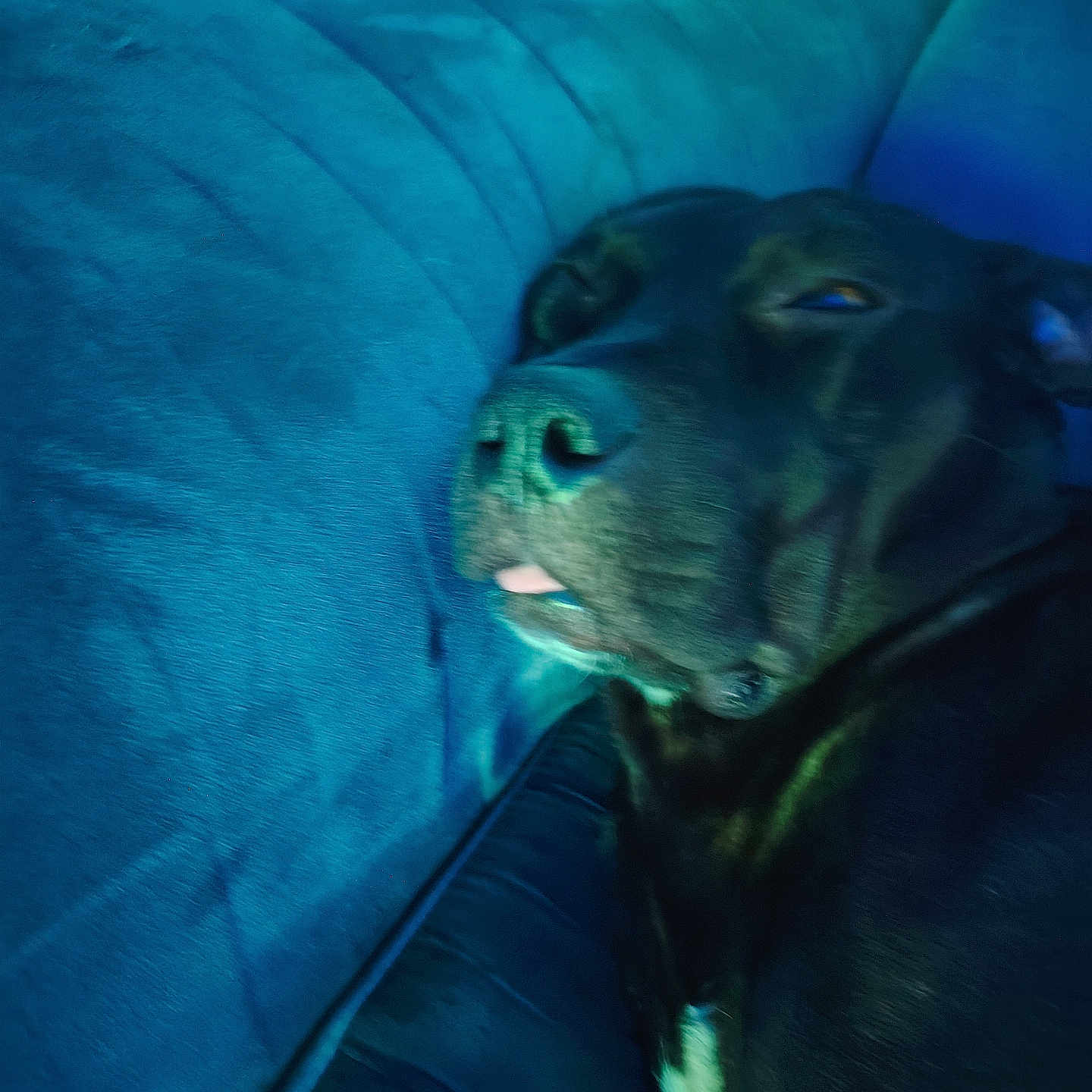 Niro participe au concours pour gagner de l'argent avec cette photo : dog, black_dog, couch, indoor, resting, tongue_out, pet, animal, relaxation, sleepy, furniture, blue, canine, close_up, comfort, domestic_animal, laying_down, snout, paw, companion