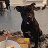 dog, black_dog, macaroni, fork, plate, wooden_table, rug, floor, shoes, chair, window, radiator, indoor, pet, curious, sitting, food, home, casual, cozy