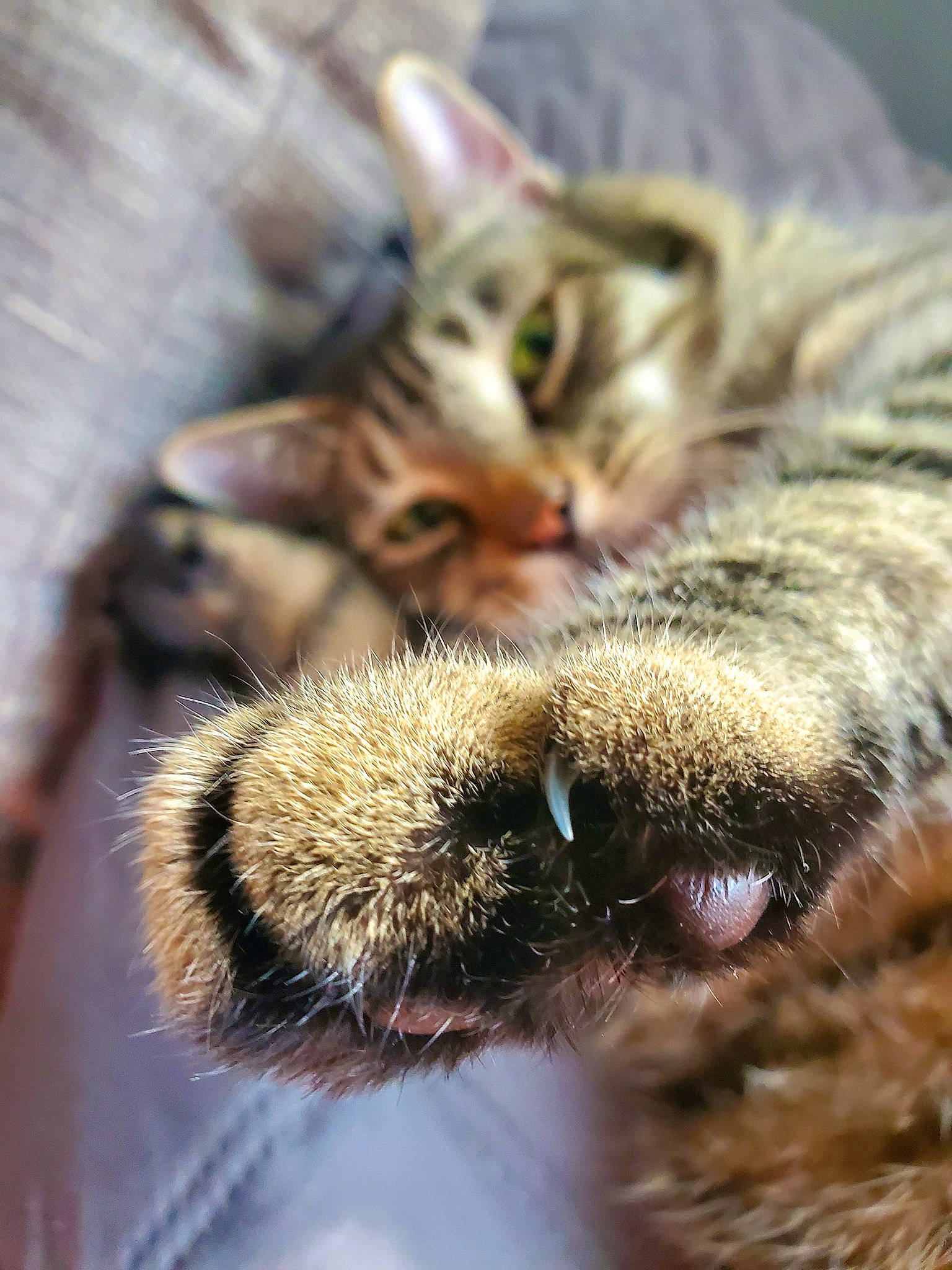 Boy Cat is registered to the contest to win money with this photo: carnivore, cat, claw, close_up, domestic_short_haired_cat, eyelash, fawn, felidae, fur, macro_photography, mammal, paw, plant, small_to_medium_sized_cats, snout, terrestrial_animal, vertebrate, whiskers, wildlife