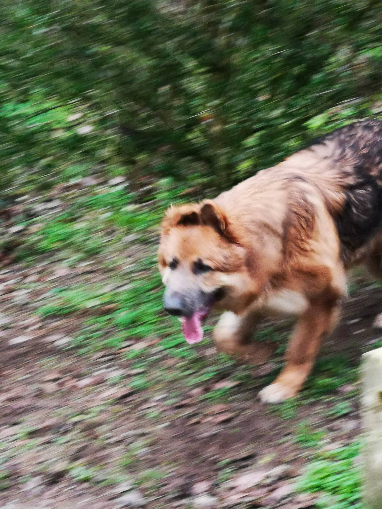 Odin De La Roche Aux Loups participe au concours pour gagner de l'argent avec cette photo : adventure, canidae, carnivore, dog, dog_breed, mammal, plant, sporting_group