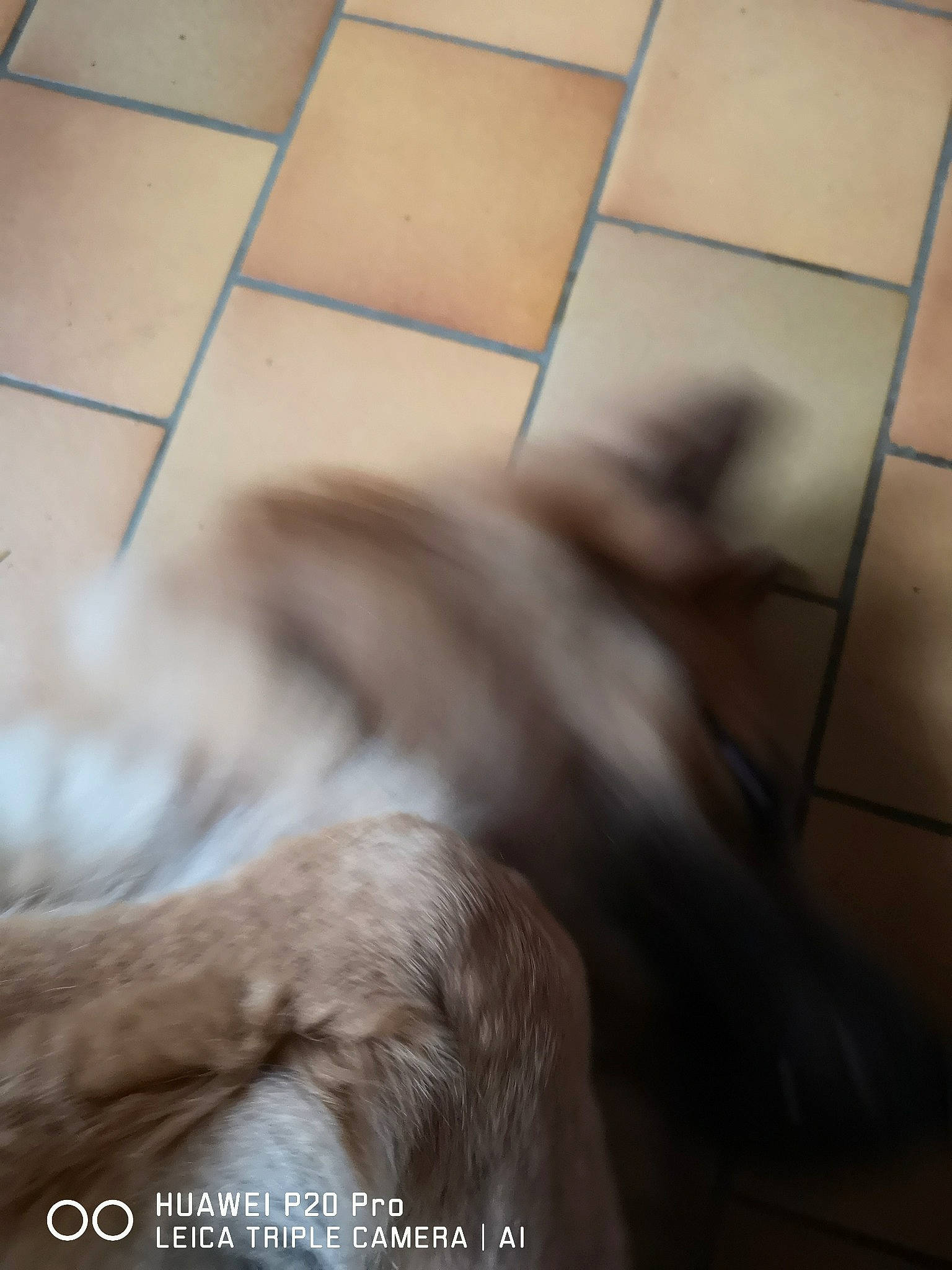 Odin De La Roche Aux Loups participe au concours pour gagner de l'argent avec cette photo : canidae, carnivore, dog, dog_breed, fawn, floor, flooring, fur, snout, sporting_group, tail