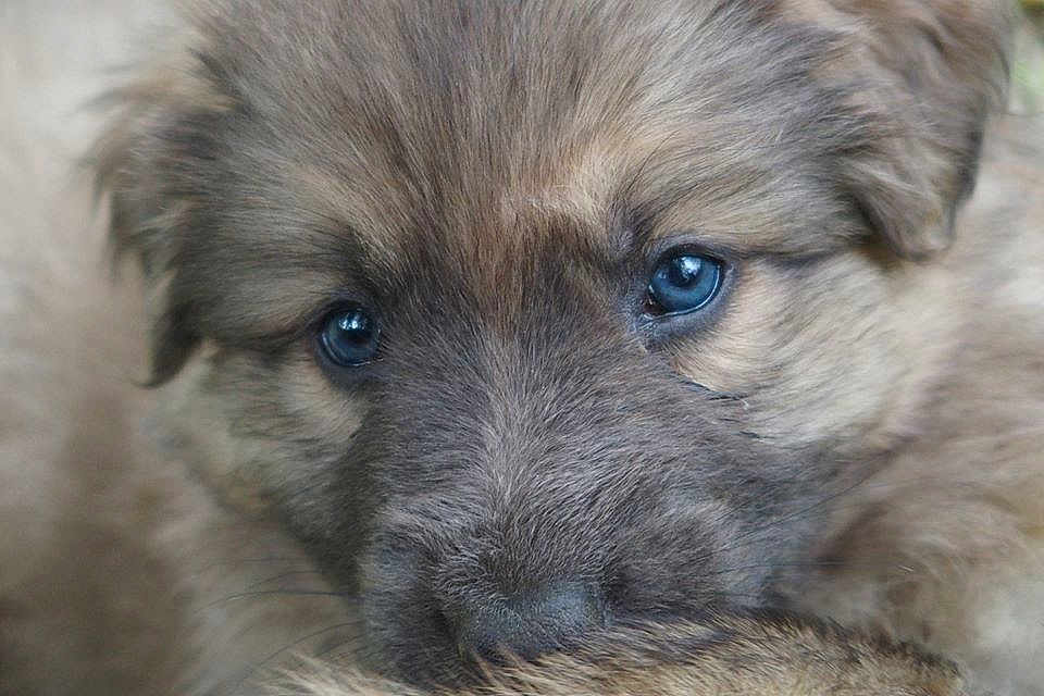 Odin De La Roche Aux Loups