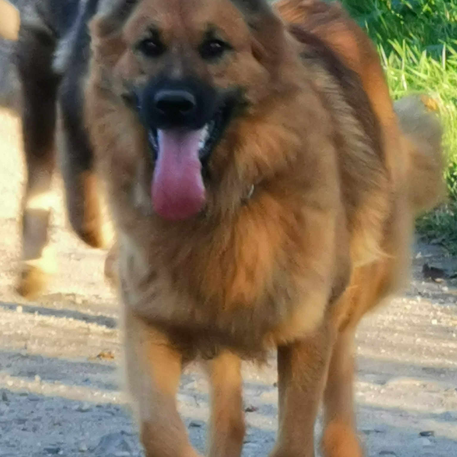 Nala