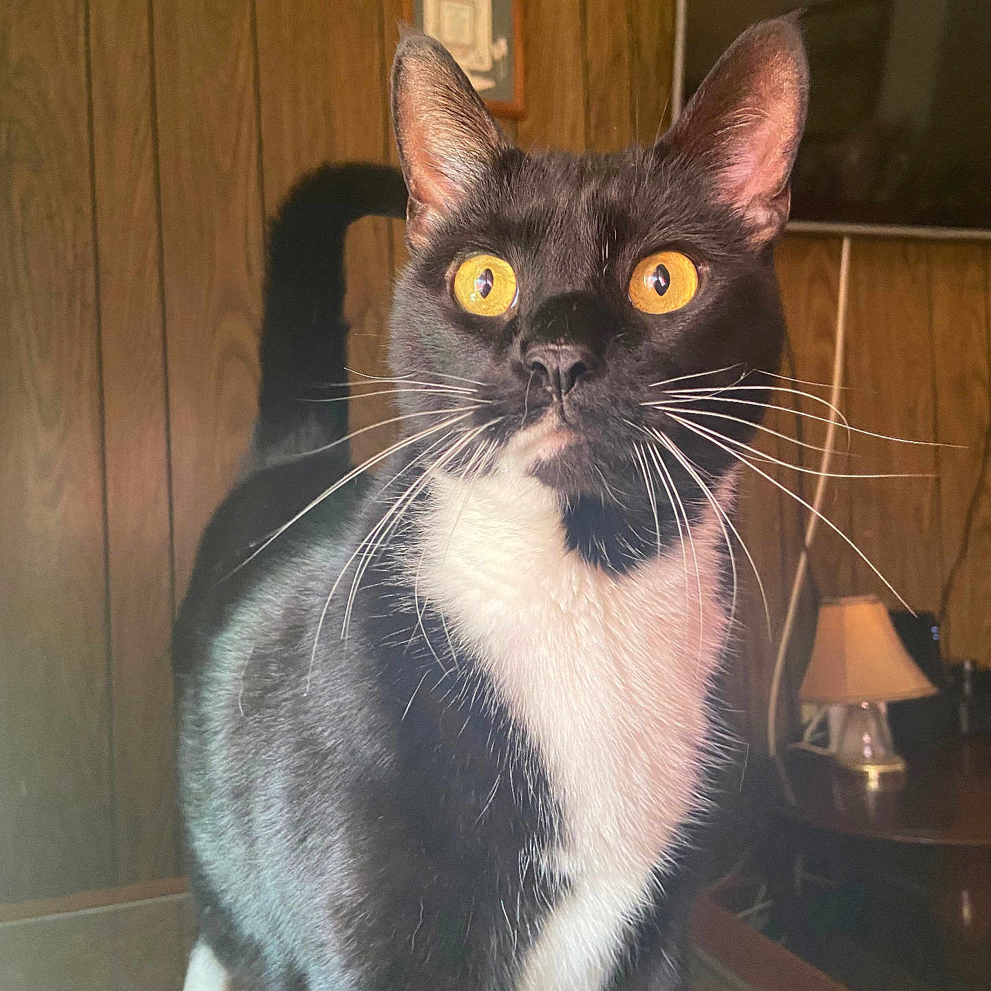 Midnight joined the competition — help win amazing prizes! alert, animal, black_and_white, cat, close_up, curious, cute, domestic_cat, furniture, household, indoor, lamp, living_room, pet, portrait, reflective_surface, tuxedo_cat, whiskers, wood_paneling, yellow_eyes