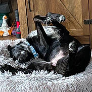 Lydia joined the competition — help win amazing prizes! dog, black_dog, pet_bed, fluffy_bed, relaxing, lying_down, indoor, wooden_cabinet, home_interior, carpet, toy_duck, collar, sleeping, paw, fur, cute, animal, cozy, resting, domestic