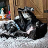 dog, black_dog, pet_bed, fluffy_bed, relaxing, lying_down, indoor, wooden_cabinet, home_interior, carpet, toy_duck, collar, sleeping, paw, fur, cute, animal, cozy, resting, domestic