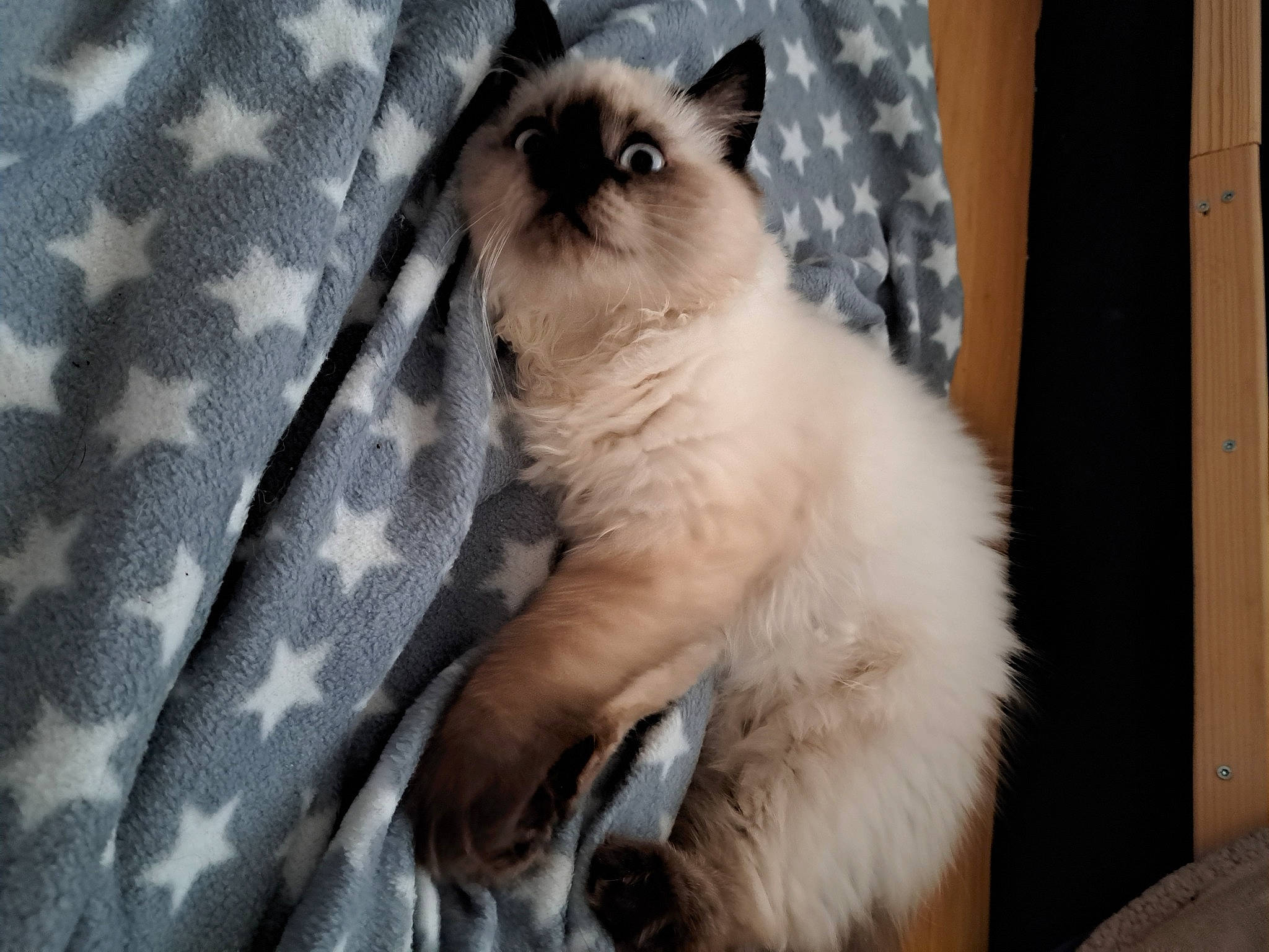 Plume participe au concours pour gagner de l'argent avec cette photo : balinese, birman, carnivore, cat, claw, comfort, fawn, felidae, fur, pattern, paw, ragdoll, siamese, small_to_medium_sized_cats, tail, terrestrial_animal, thai, tonkinese, whiskers, window