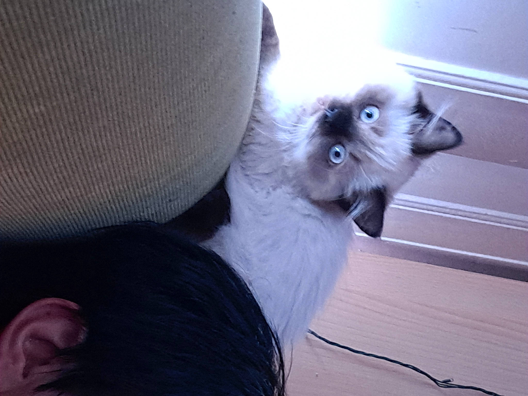 Plume a rejoint le concours — aidez-le/la à gagner de superbes lots ! birman, canidae, carnivore, cat, chair, claw, comfort, companion_dog, dog_breed, fawn, felidae, fur, grey, paw, siamese, small_to_medium_sized_cats, snout, tail, toy_dog, whiskers