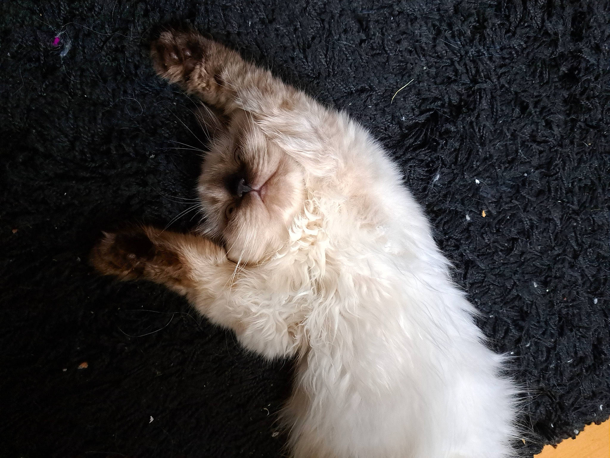 Plume a rejoint le concours — aidez-le/la à gagner de superbes lots ! asphalt, canidae, carnivore, claw, companion_dog, dog, dog_breed, fawn, felidae, foot, fur, paw, small_to_medium_sized_cats, snout, sporting_group, tail, terrier, whiskers