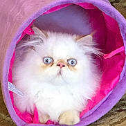 Booboo is registered to the contest to win money with this photo: cat, fluffy, white, blue_eyes, pet, indoor, tunnel, purple, pink, carpet, cute, animal, feline, playful, cozy, fur, ears, paws, wide_eyes, looking