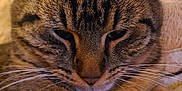 Lord Trévor participe au concours pour gagner de l'argent avec cette photo : animal, cat, close_up, cozy, cute, ears, eyes, face, feline, fur, indoor, nose, pet, plush_toy, relaxed, sleepy, soft, striped, tabby, whiskers
