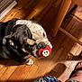 animal, bulldog, casual, closeup, dog, ears, flooring, footwear, home, human_leg, indoor, looking_up, muzzle, pacifier, paw, pet, red, shadow, slippers, wooden_floor